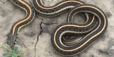 Tacoma snake